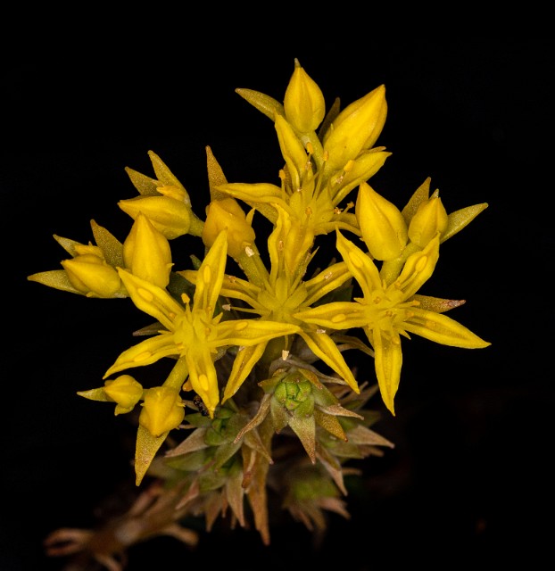Sedum stenopetalum - Stonecrop 20-9510.jpg